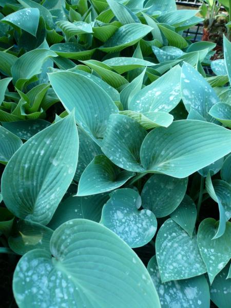 hosta tardiana halcyon