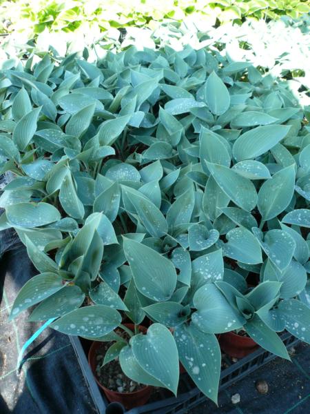 hosta tardiana hadspen blue