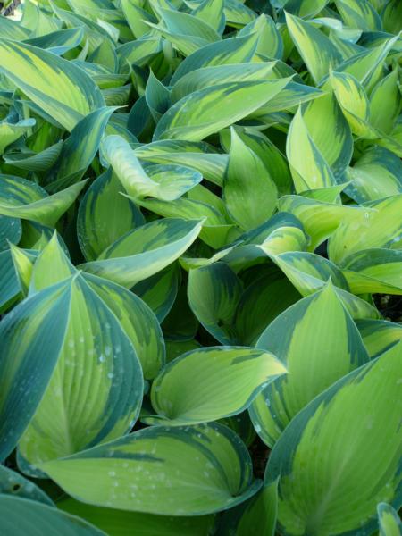 hosta tardiana june