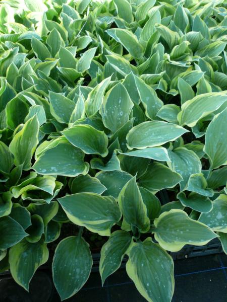 hosta tambourine