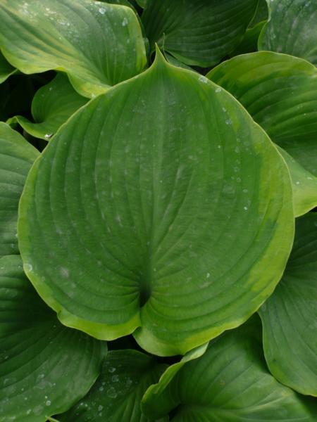 hosta titanic