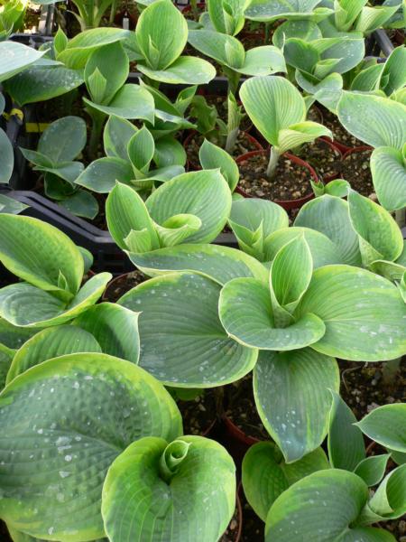 hosta tokudama flavocircinalis