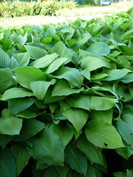 hosta tokudama
