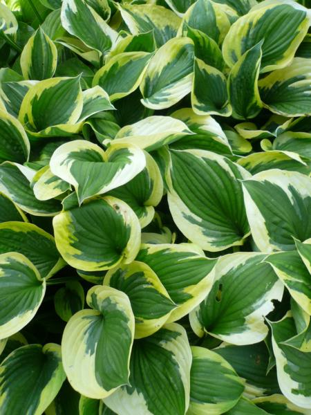 hosta twilight
