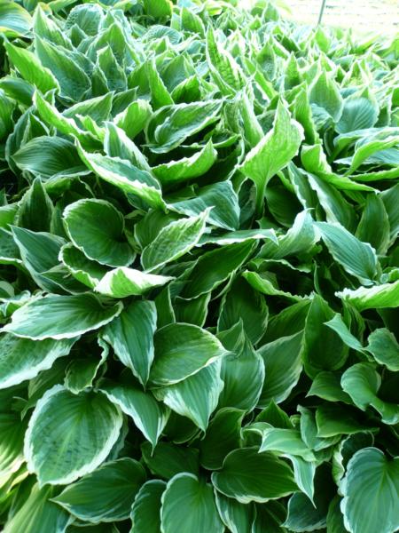hosta undulata albomarginata