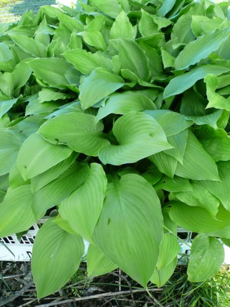 hosta undulata erromena