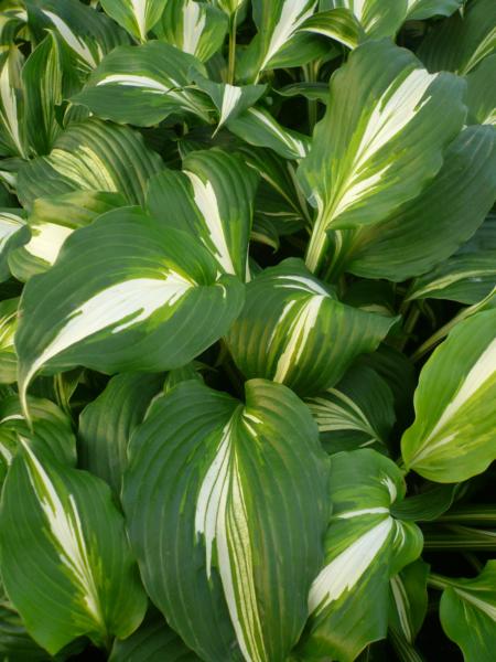 hosta undulata mediovariegata