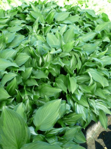 hosta undulata univittata