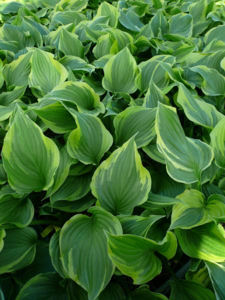 hosta ventricosa aureomarginata