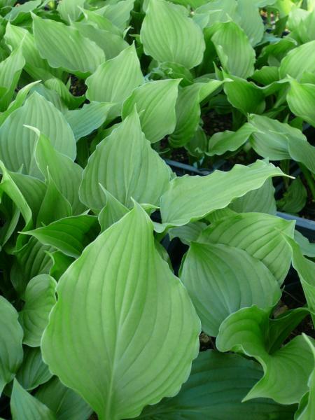 hosta ventricosa