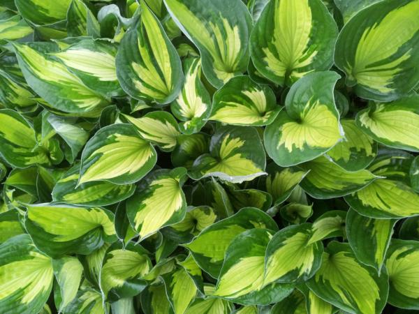 hosta whirlwind