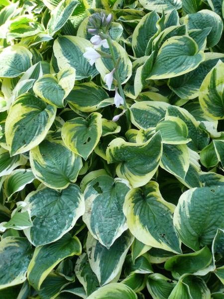 hosta wide brim