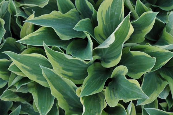 hosta wolverine