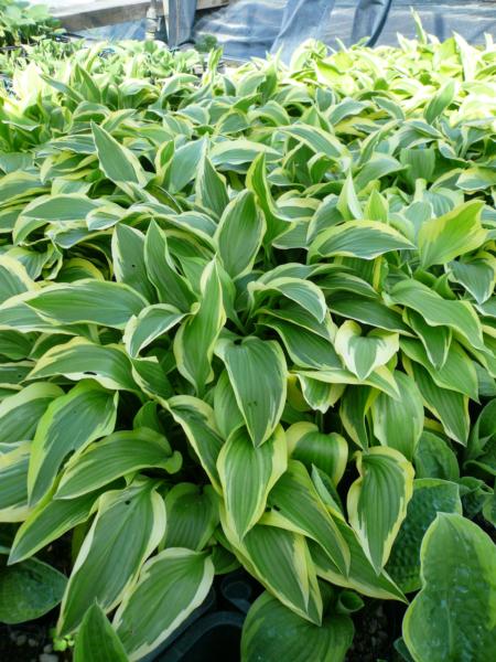 hosta yellow splash