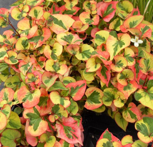 houttuynia cordata flame