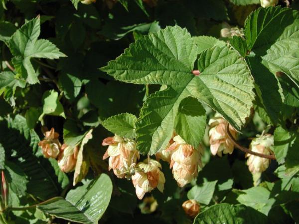 humulus lupulus