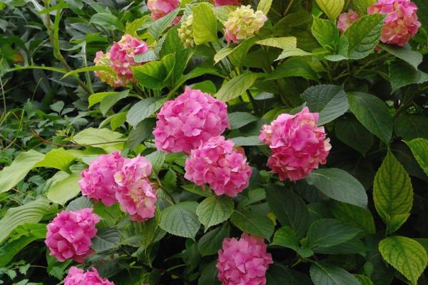 hydrangea hortensis