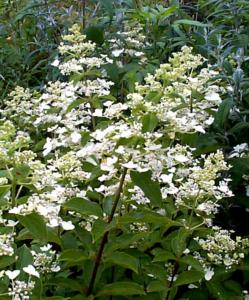 hydrangea paniculata