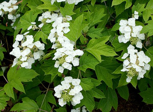 hydrangea quercifolia