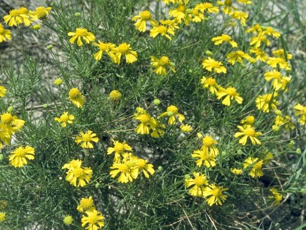 hymenoxys grandiflora