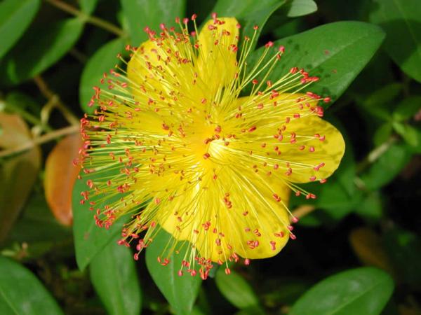 hypericum calycinum