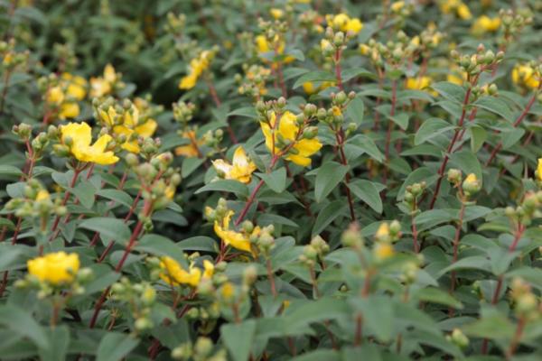 hypericum hidcote