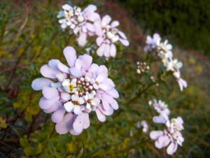 iberis gibraltarica