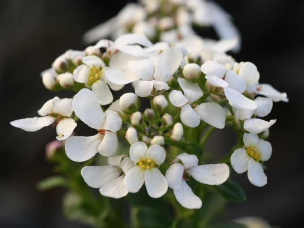 iberis semperflorens