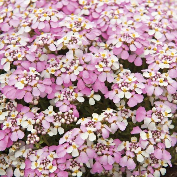 iberis sempervirens pink ice