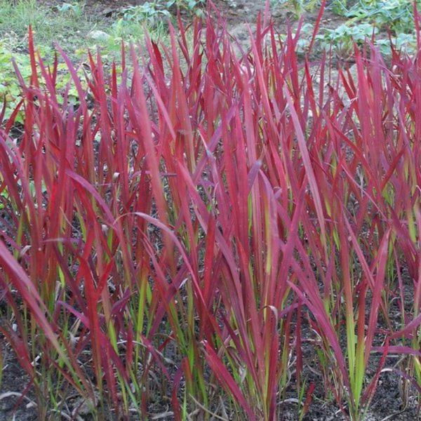 imperata cilindrica red baron