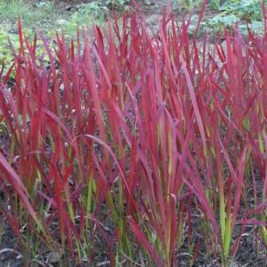 imperata cilindrica red baron