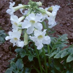 incarvillea delavayi alba