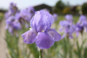 iris dalmatica pallida