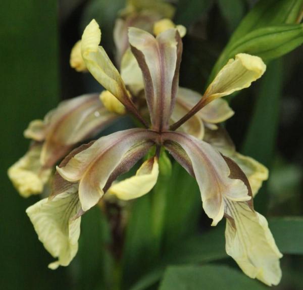 iris foetidissima citrina