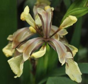 iris foetidissima citrina