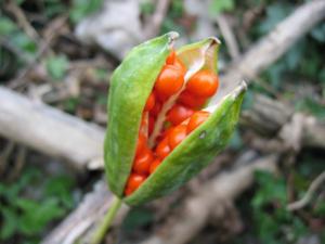 iris foetidissima