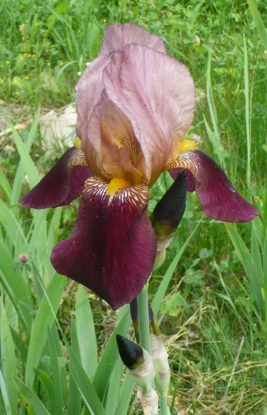 iris germanica ambassadeur