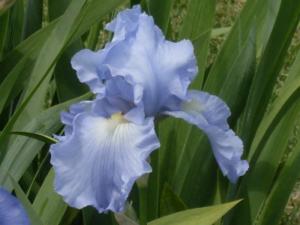 iris germanica babbeling brook