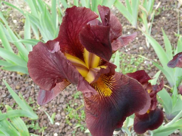 iris germanica caliente