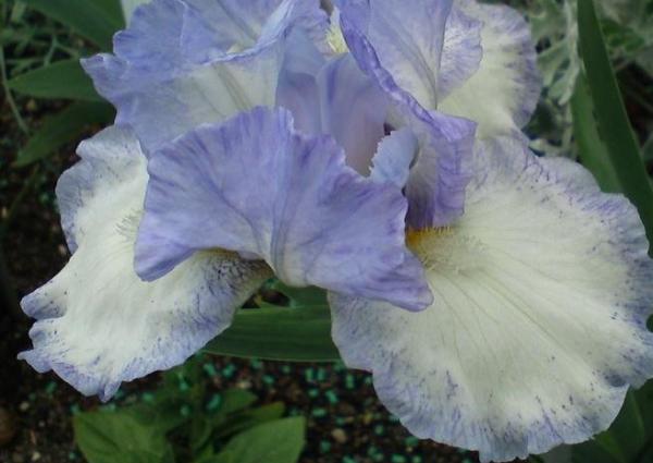 iris germanica frothingslosch