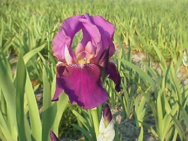 iris germanica imperator