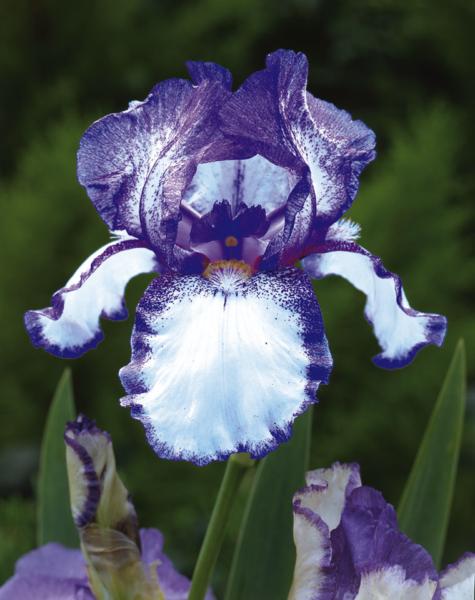 iris germanica loop de loop