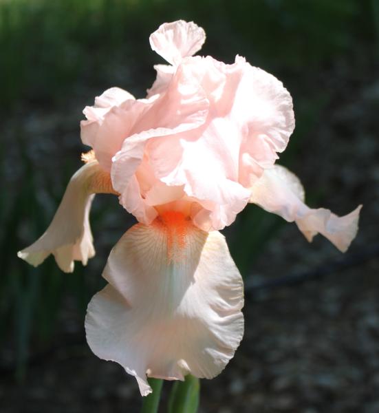 iris germanica pink horizon