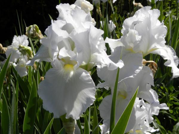 iris germanica immortality 
