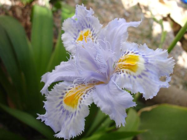 iris japonica