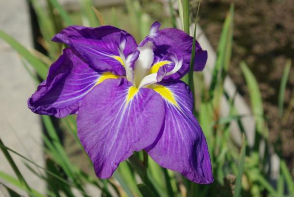 iris kaempferi