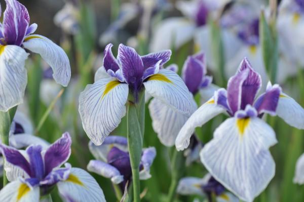 iris kaempferi il castellino