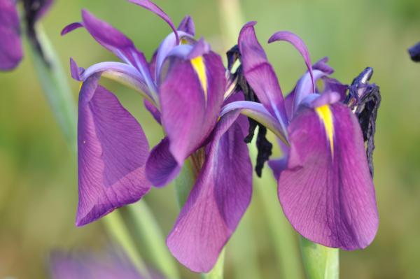 iris kaempferi le casiere