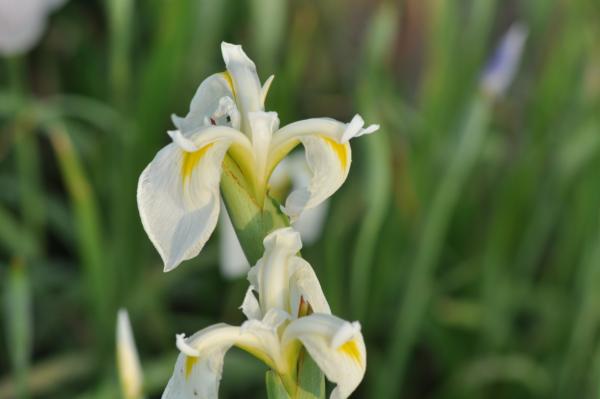 iris kaempferi la madonnina