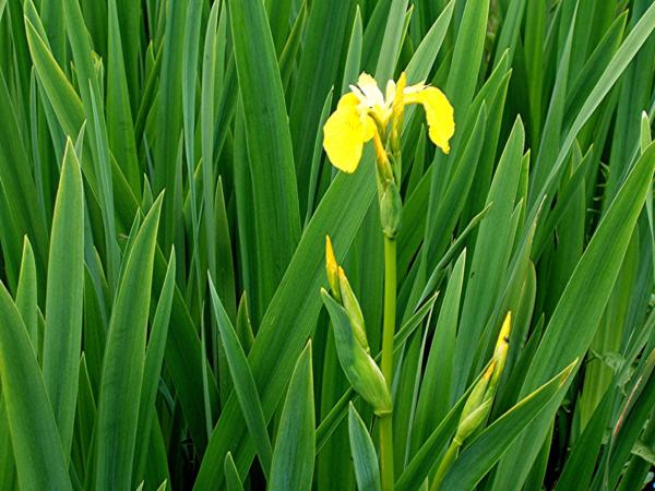 iris pseudacorus